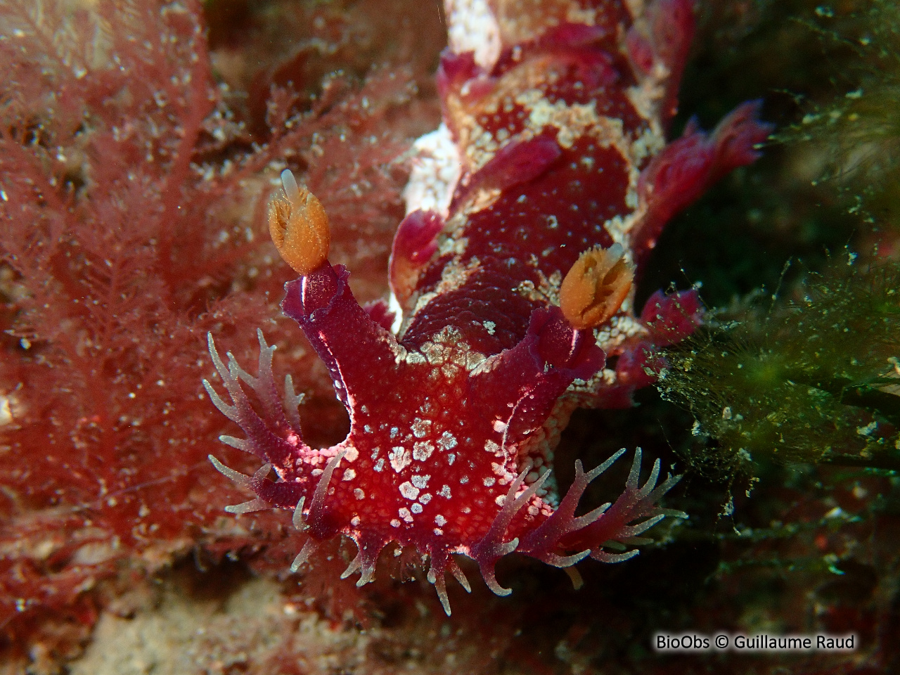 Marionia - Marionia blainvillea - Guillaume Raud - BioObs