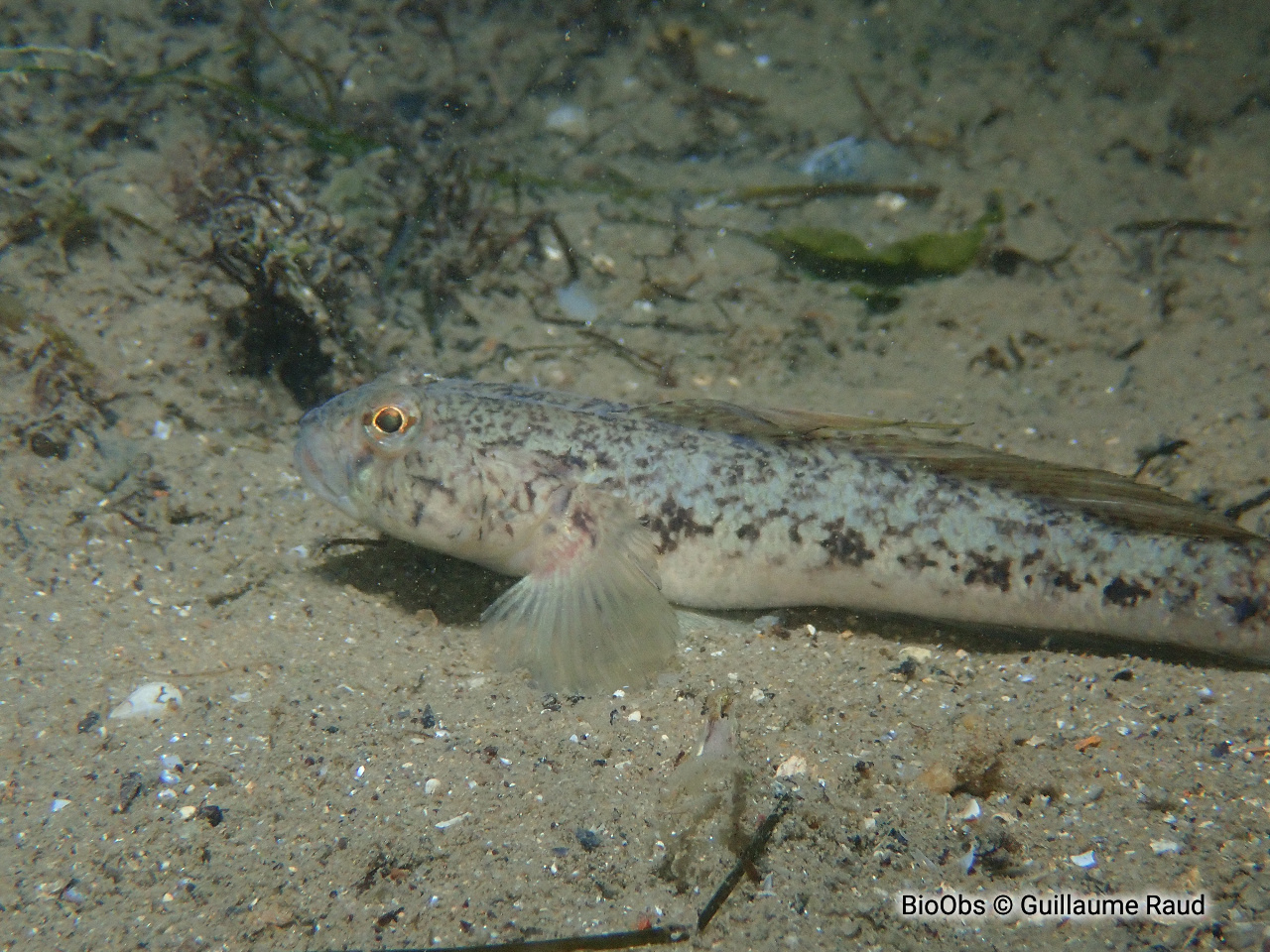 Gobie buhotte - Pomatoschistus minutus - Guillaume Raud - BioObs