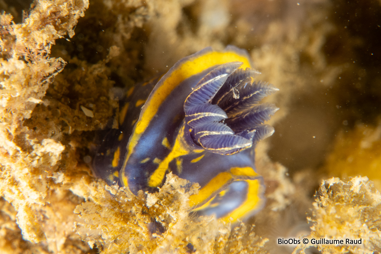 Doris cantabrique - Felimare cantabrica - Guillaume Raud - BioObs