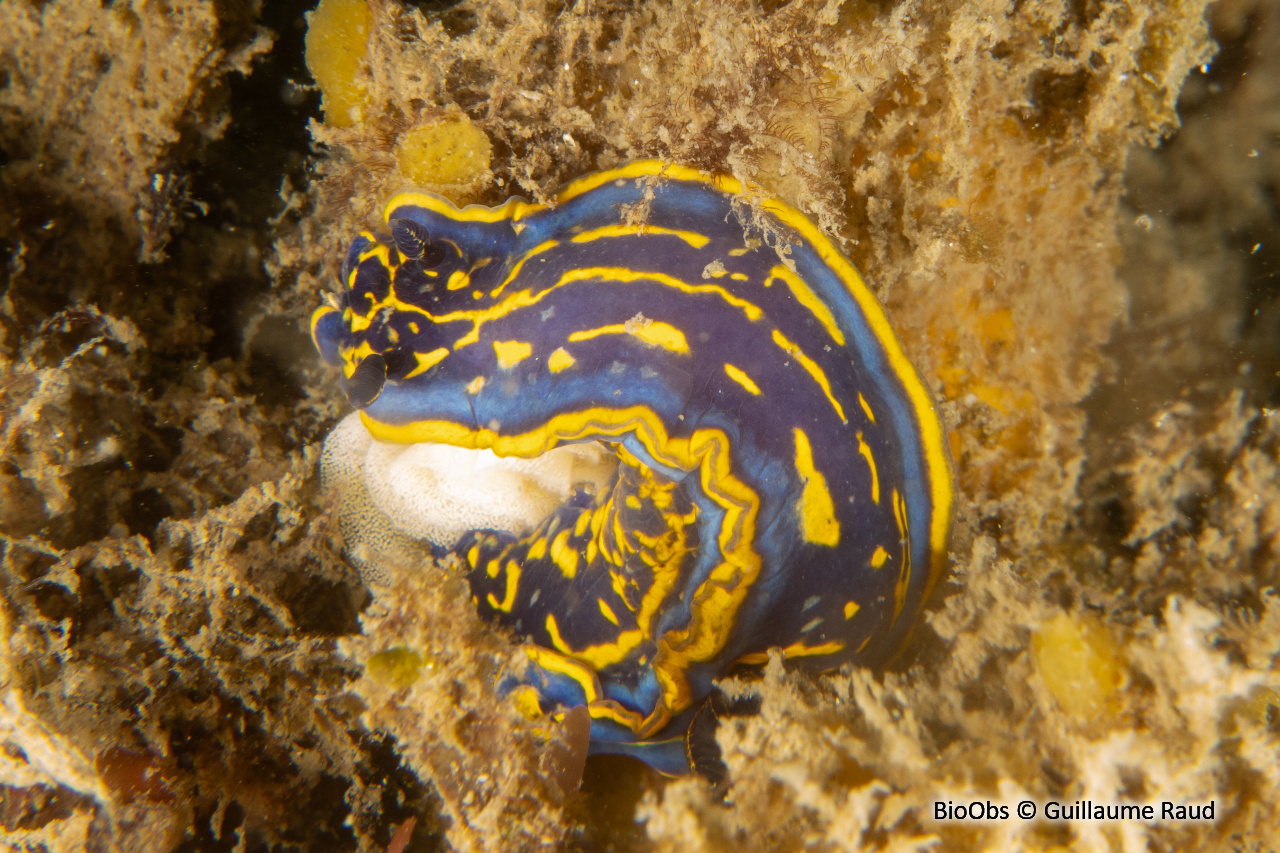 Doris cantabrique - Felimare cantabrica - Guillaume Raud - BioObs