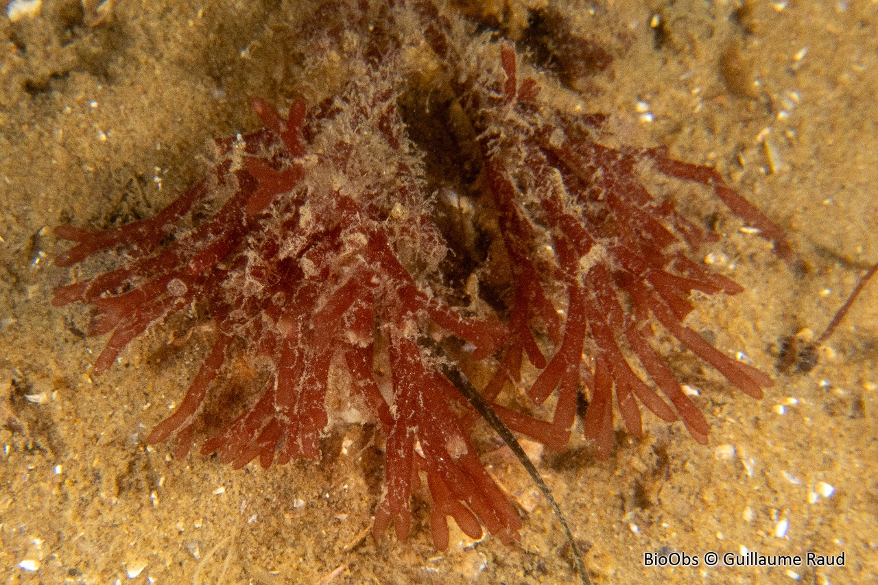 Scinée turgescente - Scinaia interrupta - Guillaume Raud - BioObs