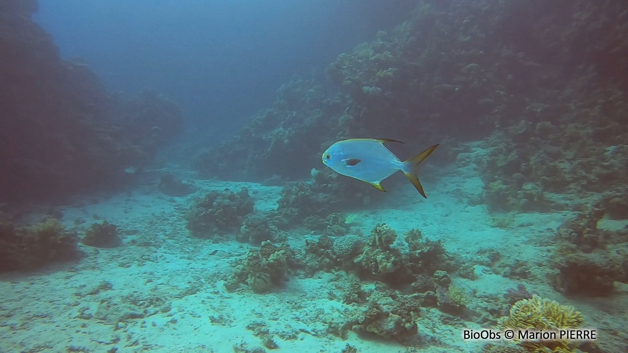 Pompaneau muscadin - Trachinotus baillonii - Marion PIERRE - BioObs