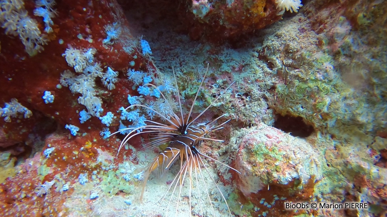 Poisson-scorpion de Mer Rouge - Pterois cincta - Marion PIERRE - BioObs