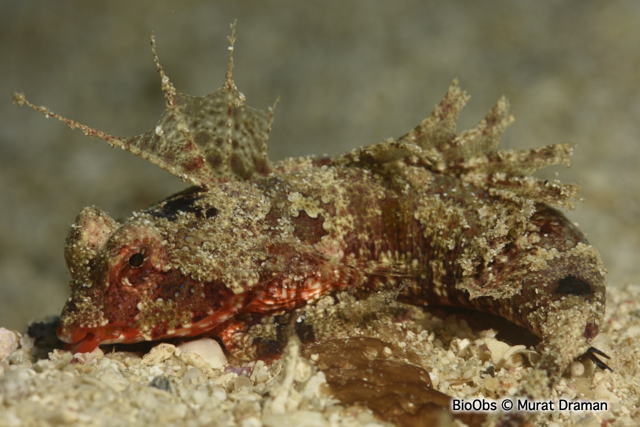Dragonnet des Seychelles - synchiropus sechellensis - Murat Draman - BioObs