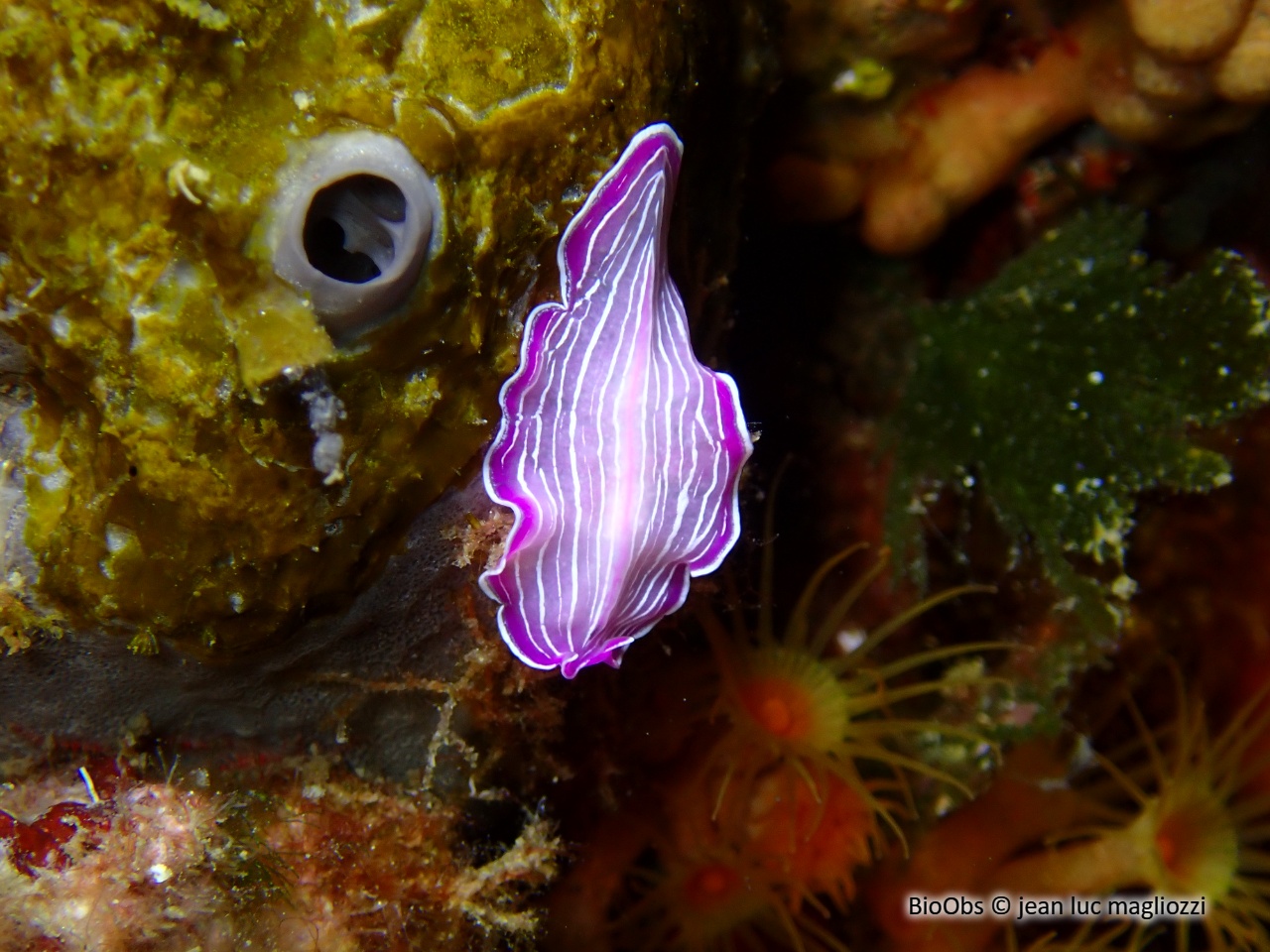 Ver plat rose de Méditerranée - Prostheceraeus roseus - jean luc magliozzi - BioObs