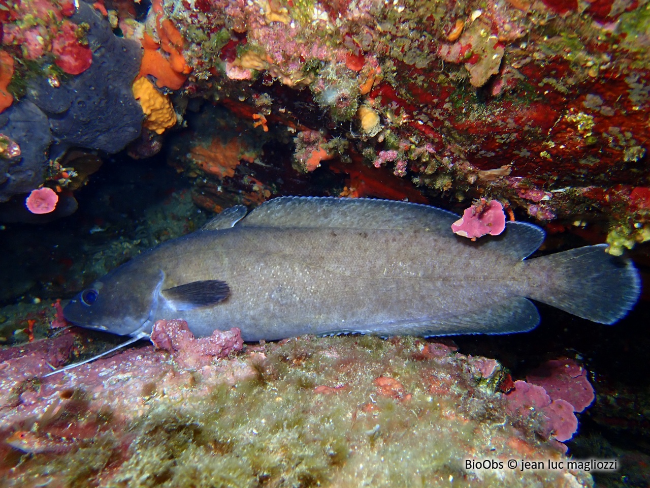 Mostelle - Phycis phycis - jean luc magliozzi - BioObs