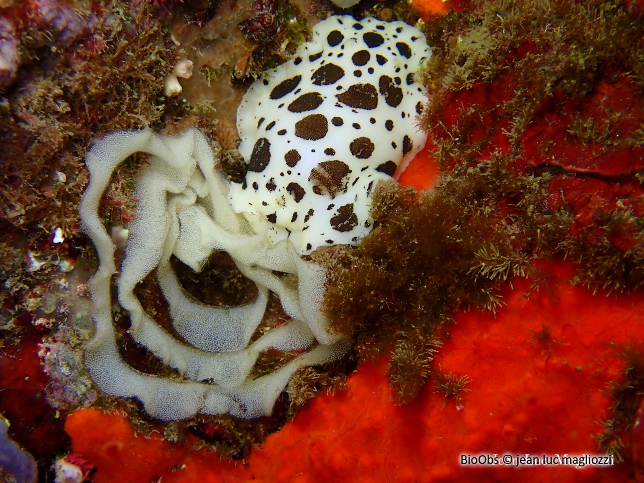 Doris dalmatien ponte - Peltodoris - jean luc magliozzi - BioObs