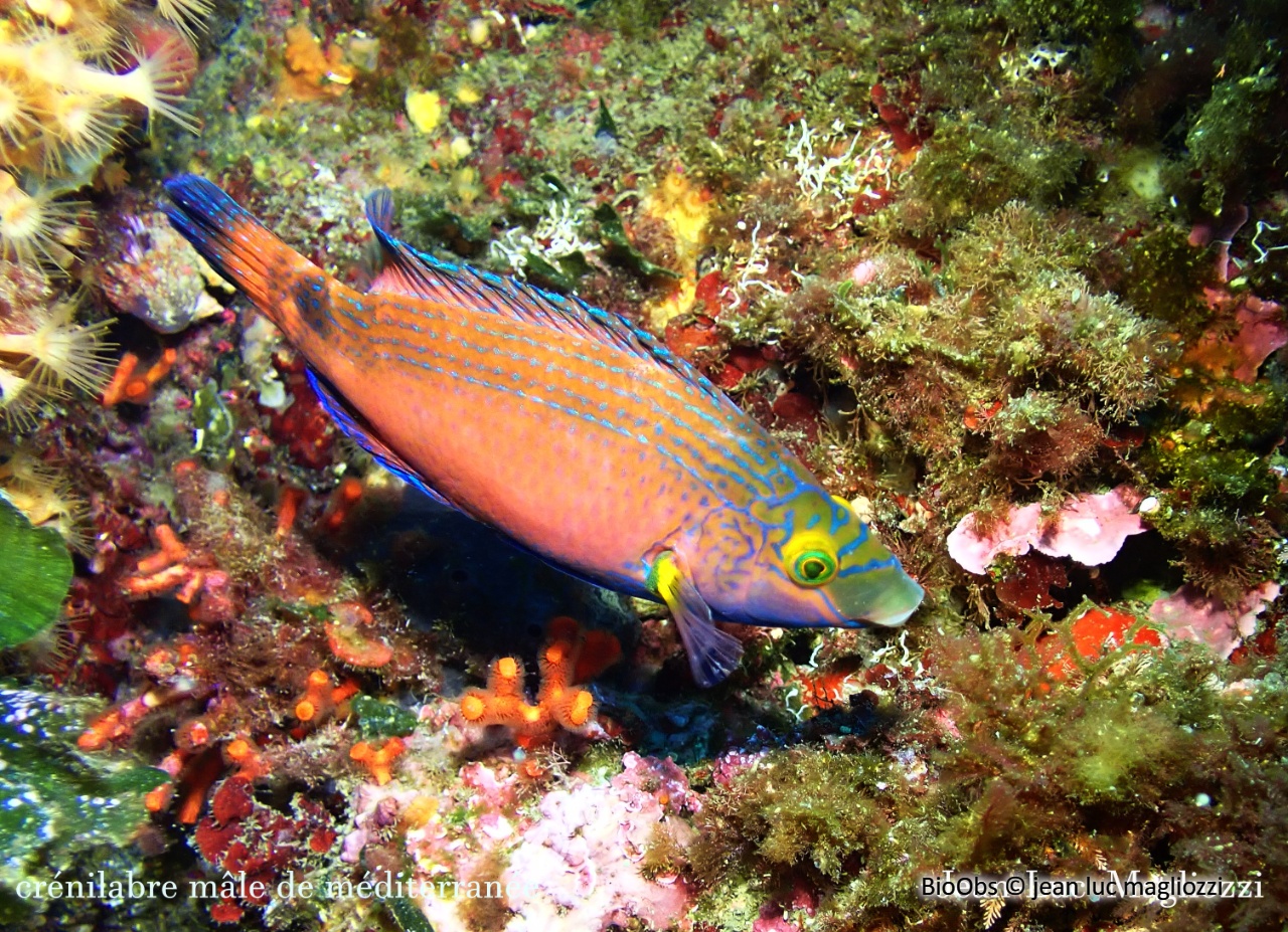 Crénilabre méditerranéen - Symphodus mediterraneus - jean luc magliozzi - BioObs