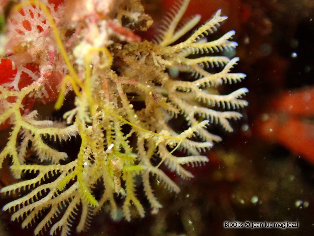 Bryozoaire palmier - Exidmonea atlantica - jean luc magliozzi - BioObs