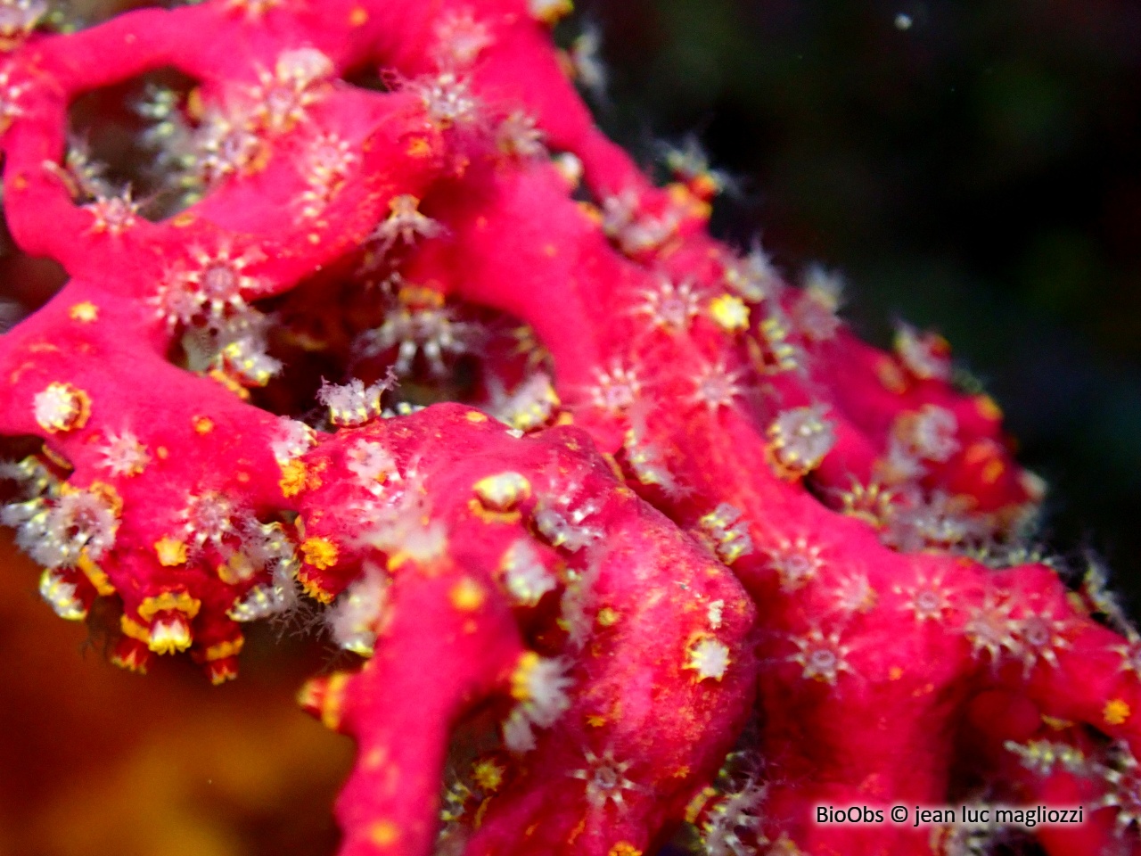 Alcyon encroûtant - Alcyonium coralloides - jean luc magliozzi - BioObs