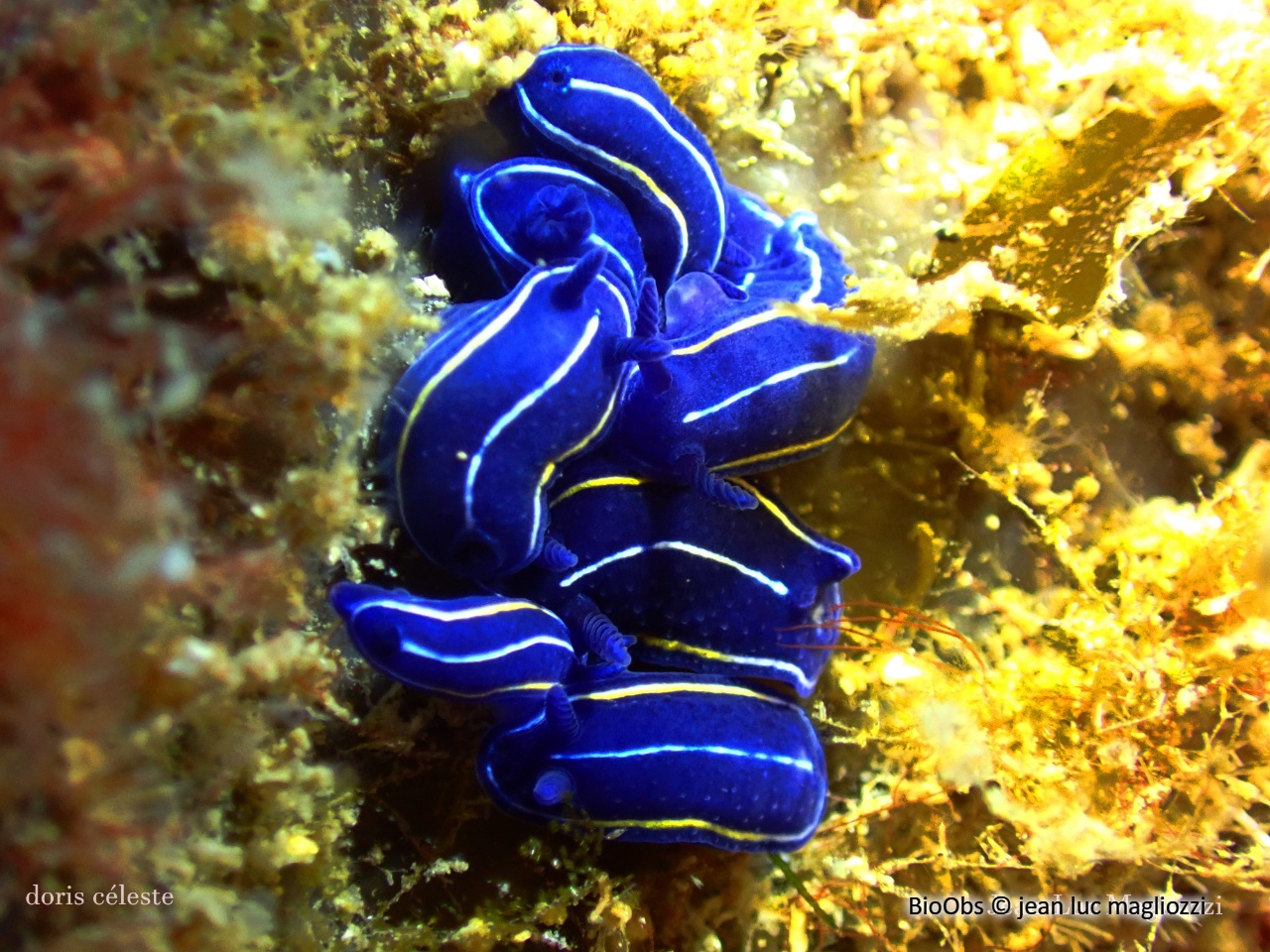 Doris céleste - Felimare orsinii - jean luc magliozzi - BioObs