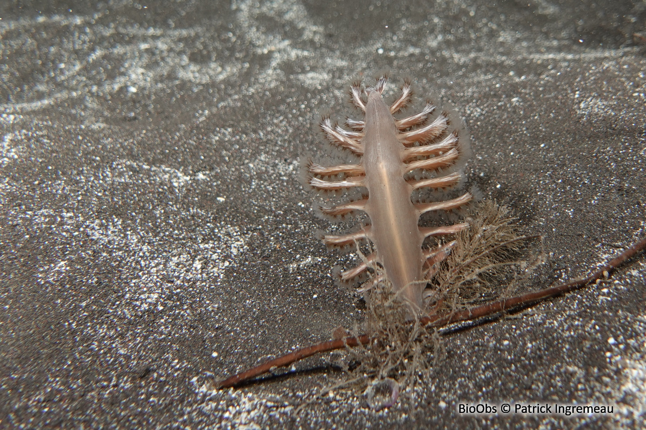 Plumes de mer, pennatules (famille) - Pennatulidae - Patrick Ingremeau - BioObs