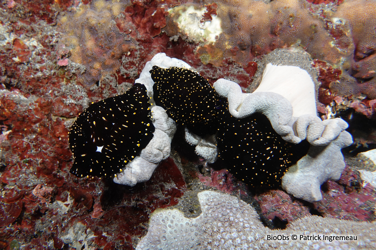 Ovule commune - Ovula ovum - Patrick Ingremeau - BioObs