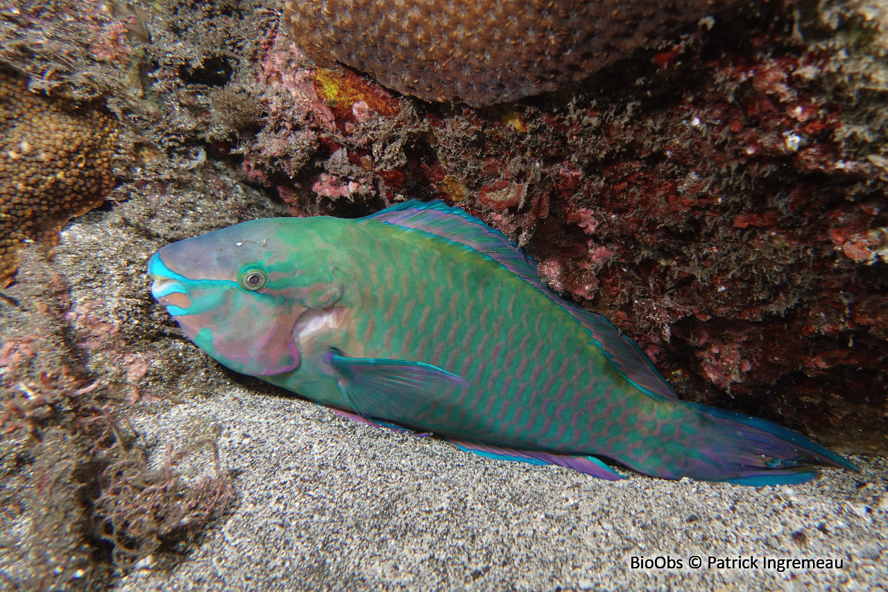Perroquet commun - Scarus psittacus - Patrick Ingremeau - BioObs