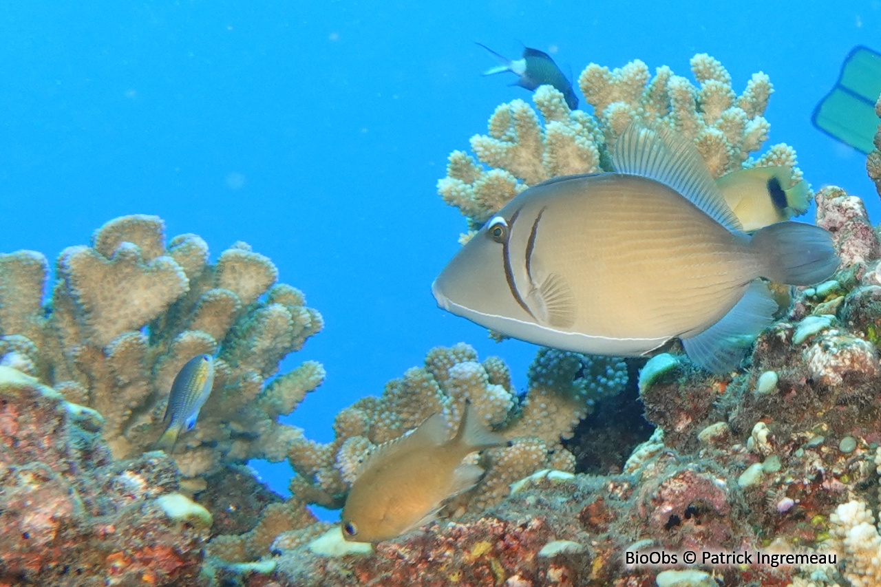 Baliste-carène - Sufflamen bursa - Patrick Ingremeau - BioObs
