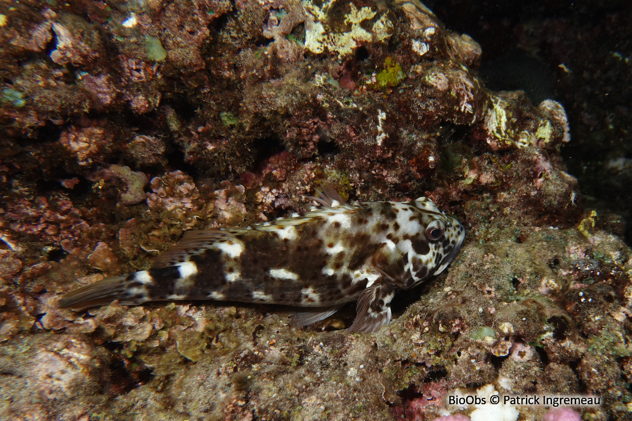 Epervier de corail - Cirrhitus pinnulatus - Patrick Ingremeau - BioObs