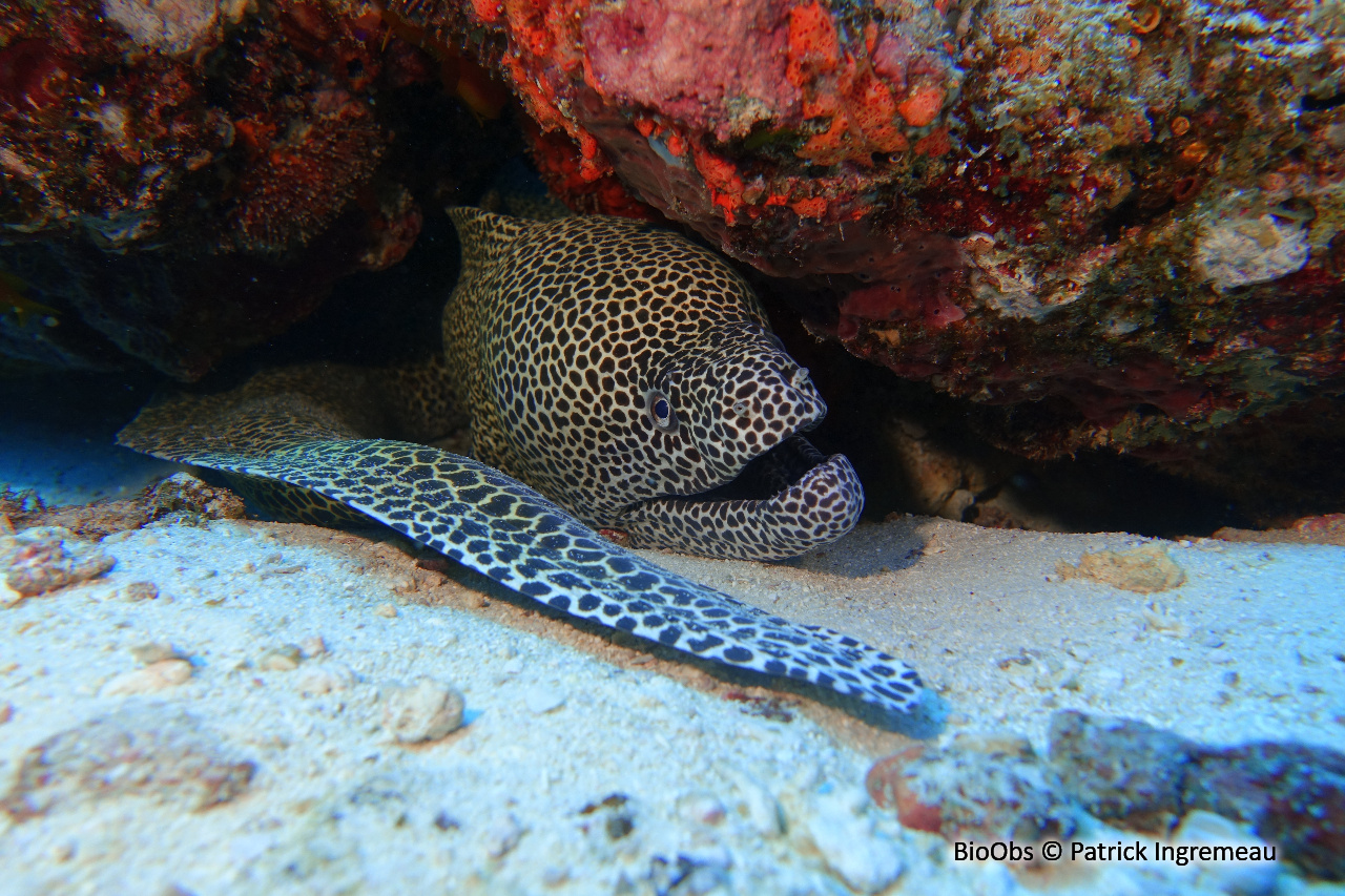 Murène léopard - Gymnothorax favagineus - Patrick Ingremeau - BioObs