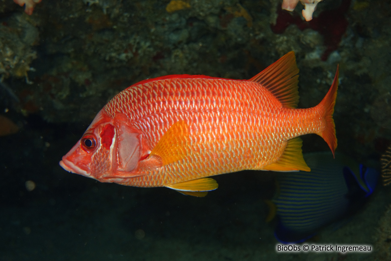 Poisson-écureuil géant - Sargocentron spiniferum - Patrick Ingremeau - BioObs