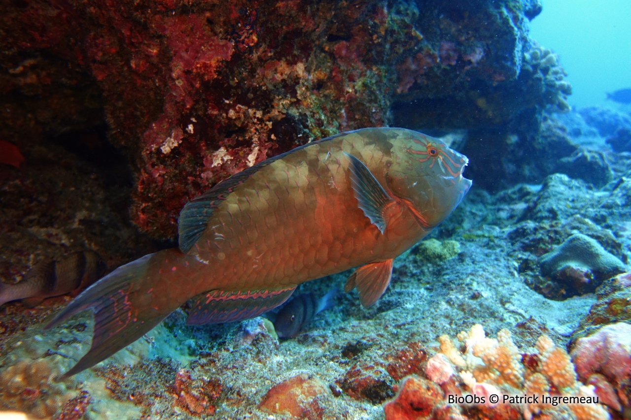 Perroquet des Carolines - Calotomus carolinus - Patrick Ingremeau - BioObs