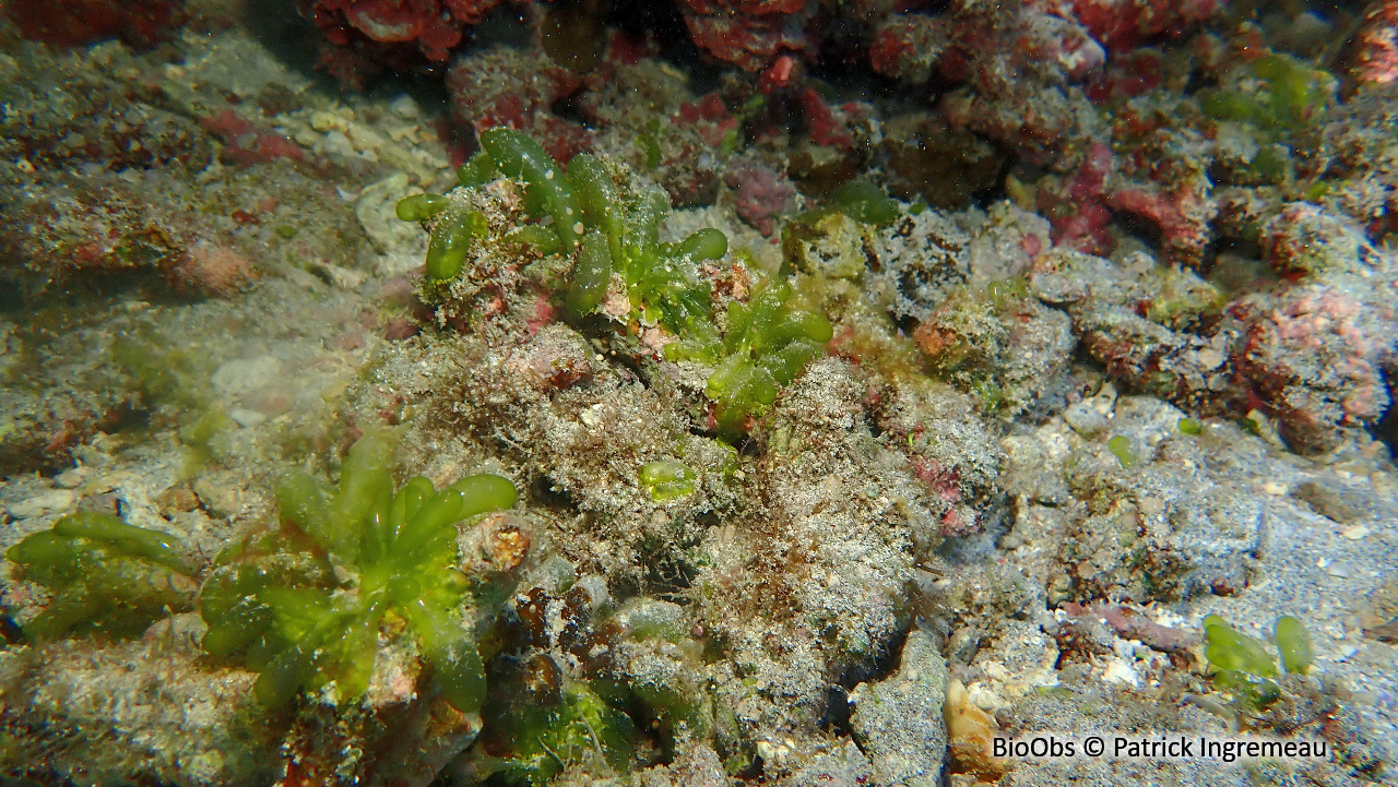 Algue baudruche verte - Boergesenia forbesii - Patrick Ingremeau - BioObs