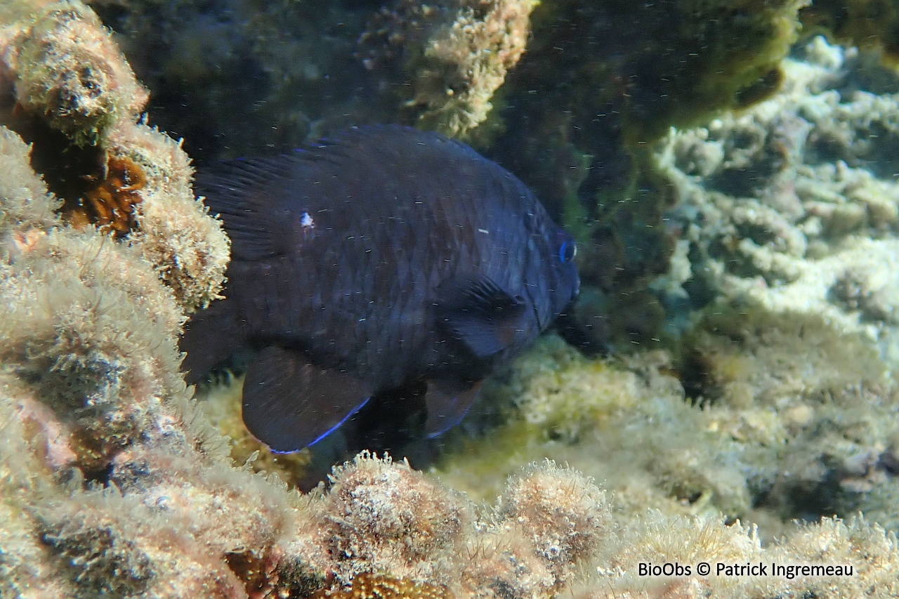 Grégoire d’ébène - Stegastes limbatus - Patrick Ingremeau - BioObs