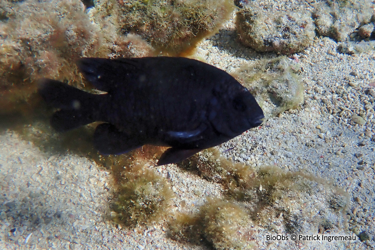 Grégoire d’ébène - Stegastes limbatus - Patrick Ingremeau - BioObs