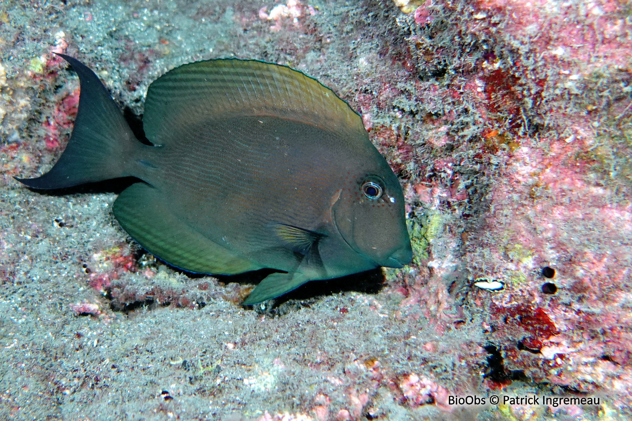 Chirurgien strié - Ctenochaetus striatus - Patrick Ingremeau - BioObs