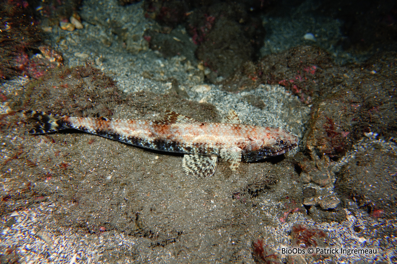 Anoli grêle - Saurida gracilis - Patrick Ingremeau - BioObs