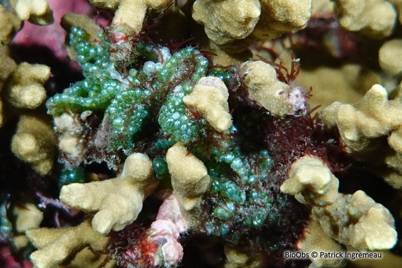 Algue-bulle dépolie - Dictyosphaeria cavernosa - Patrick Ingremeau - BioObs