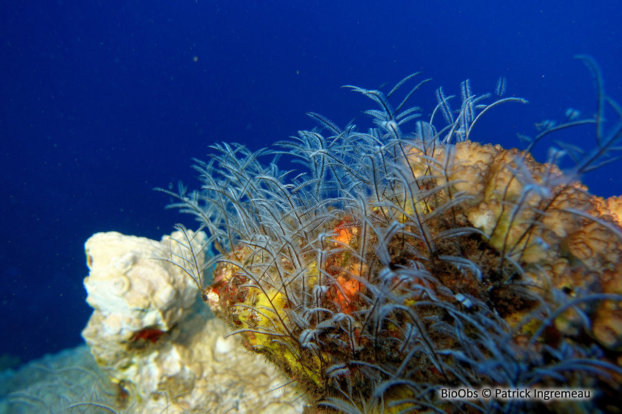 Hydraire buisson ardent - Macrorhynchia philippina - Patrick Ingremeau - BioObs