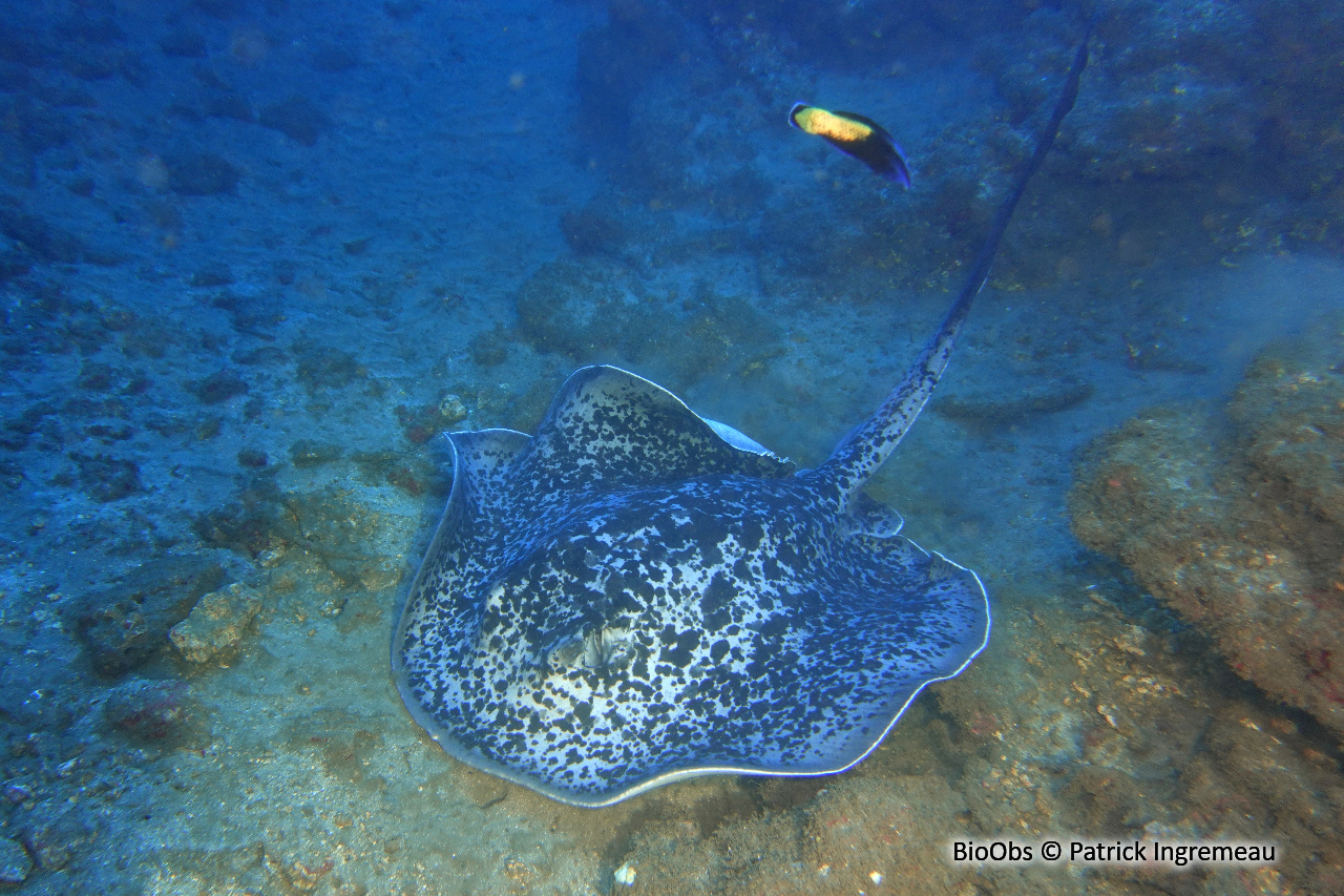 Raie à taches noires - Taeniurops meyeni - Patrick Ingremeau - BioObs