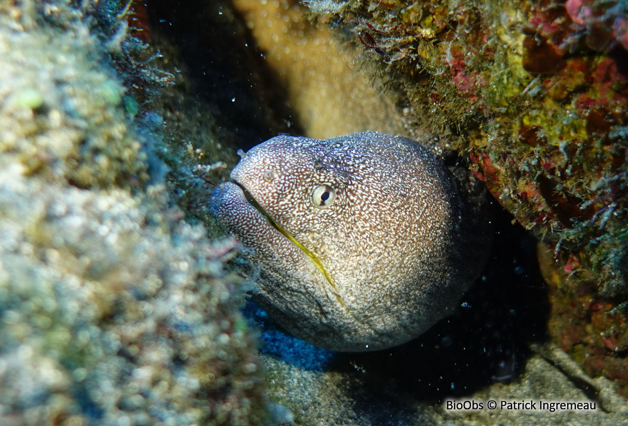 Murène à bouche jaune - Gymnothorax nudivomer - Patrick Ingremeau - BioObs