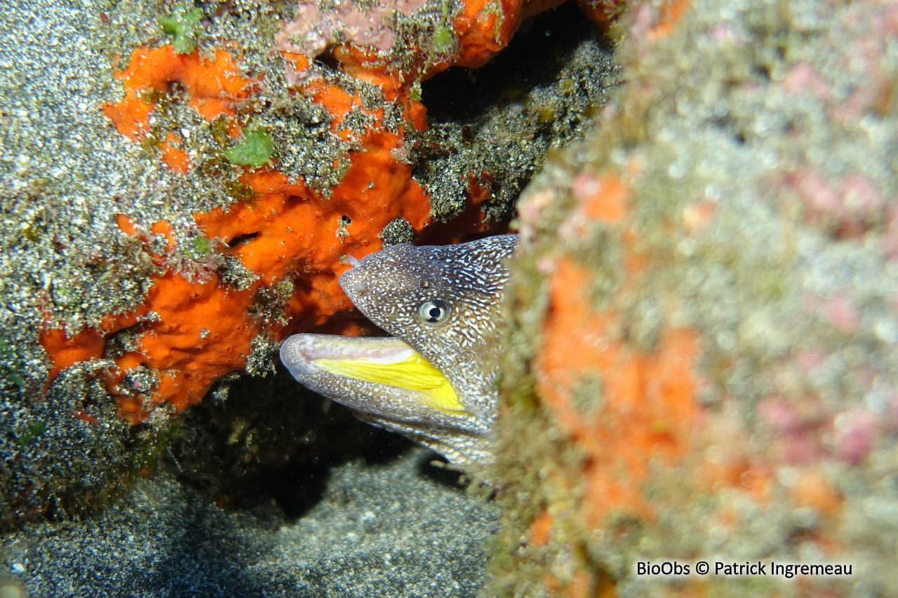 Murène à bouche jaune - Gymnothorax nudivomer - Patrick Ingremeau - BioObs