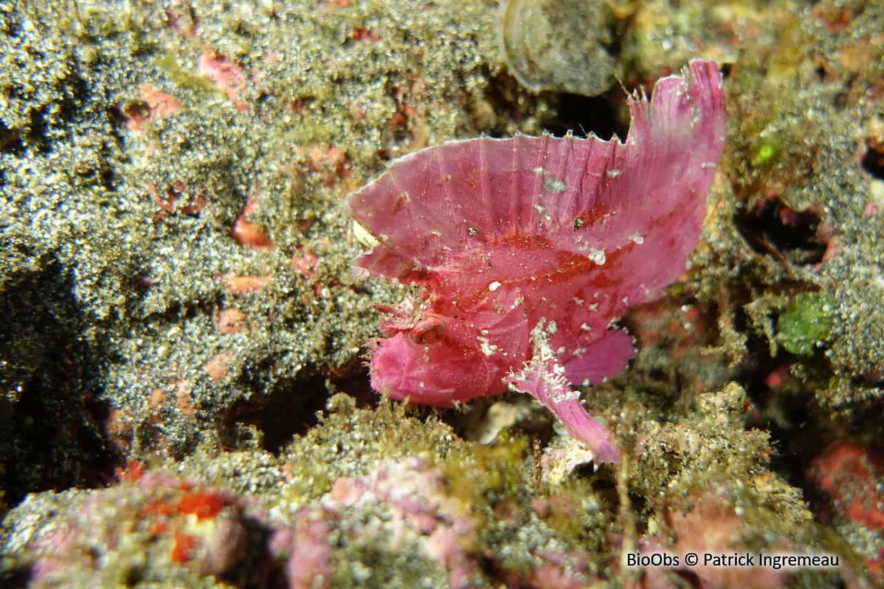 Poisson-scorpion feuille - Taenianotus triacanthus - Patrick Ingremeau - BioObs