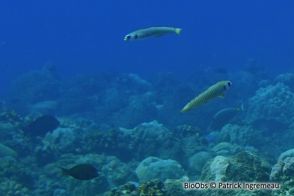 Poisson-fléchette Zébré - Ptereleotris zebra - Patrick Ingremeau - BioObs