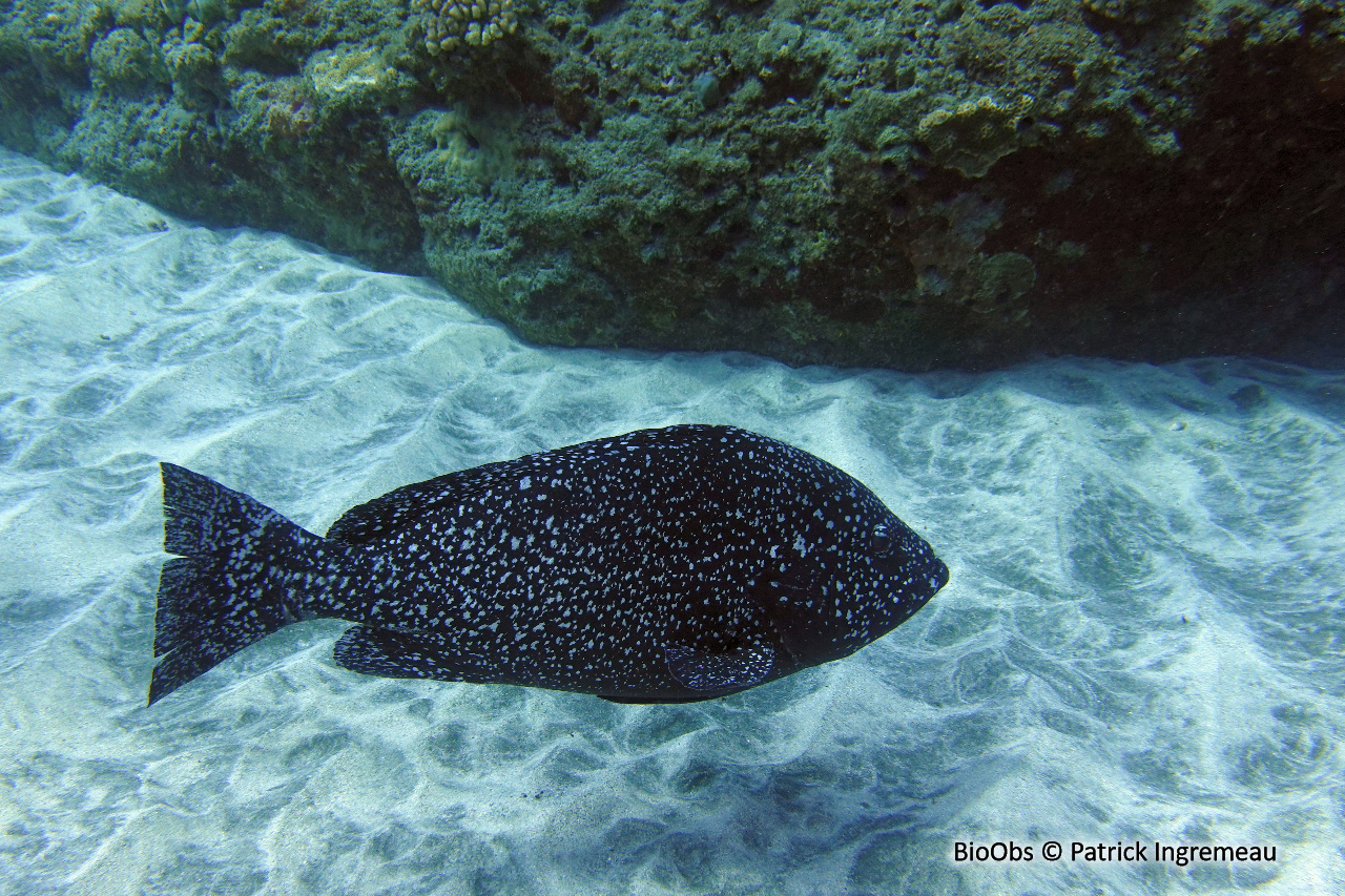 Mérou faraud - Epinephelus flavocaeruleus - Patrick Ingremeau - BioObs