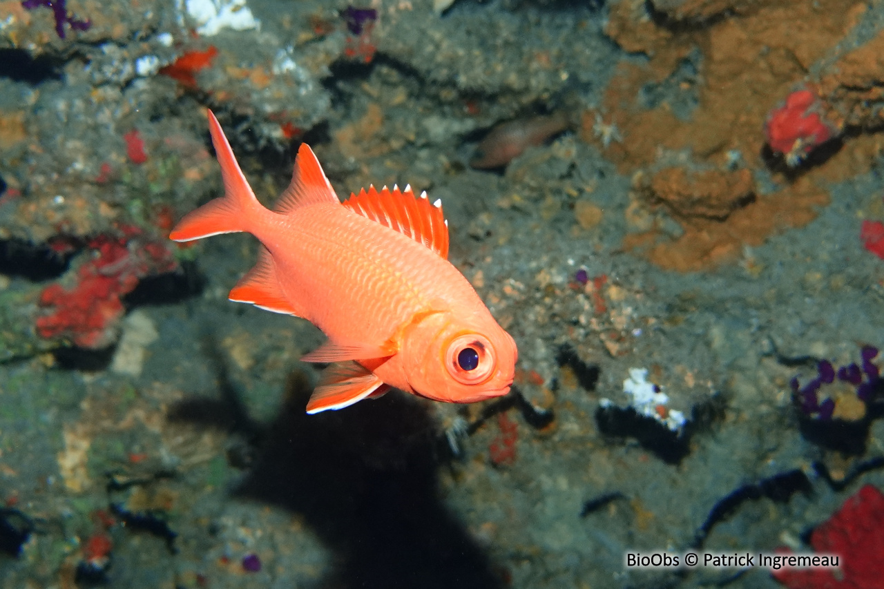 Poisson-soldat bordé de blanc - Myripristis vittata - Patrick Ingremeau - BioObs