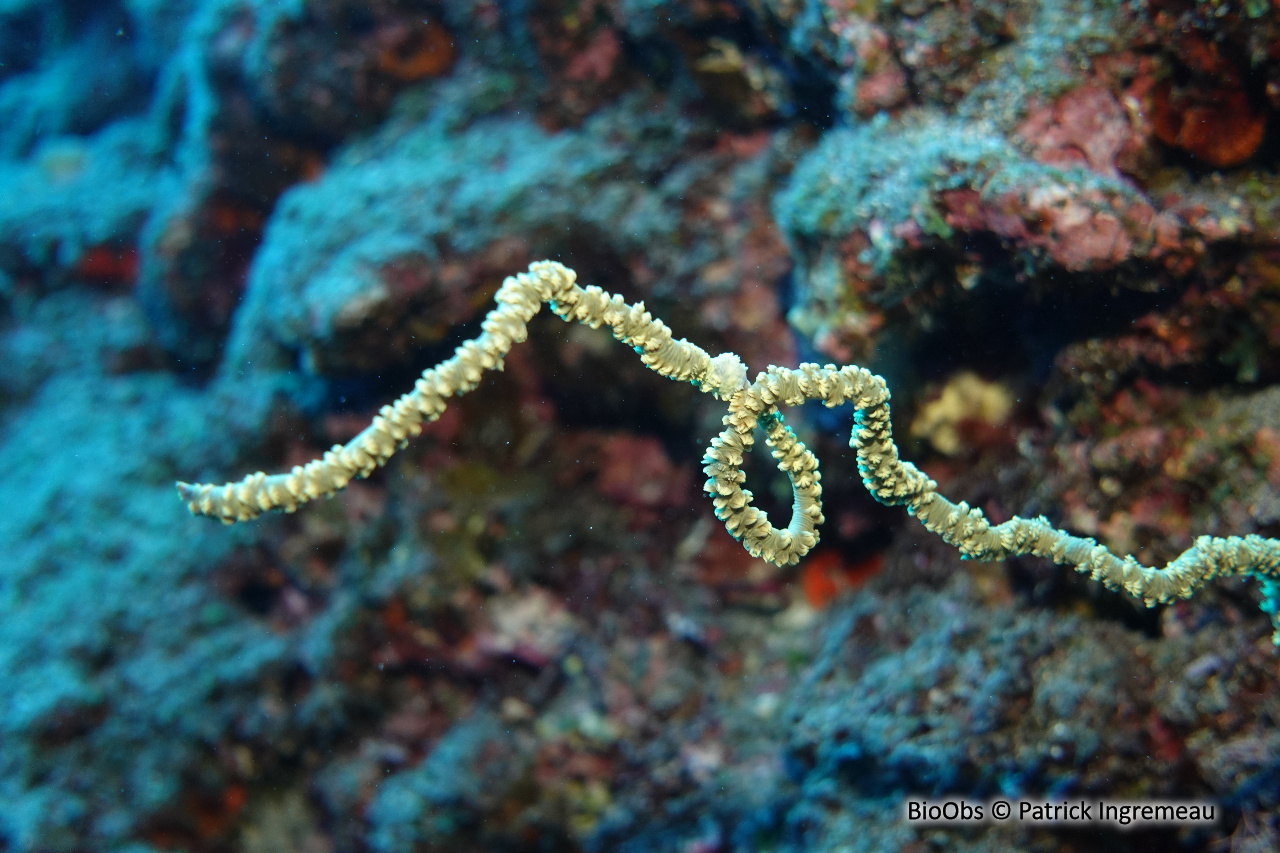 Corail fil-de-fer tordu - Cirrhipathes anguina - Patrick Ingremeau - BioObs