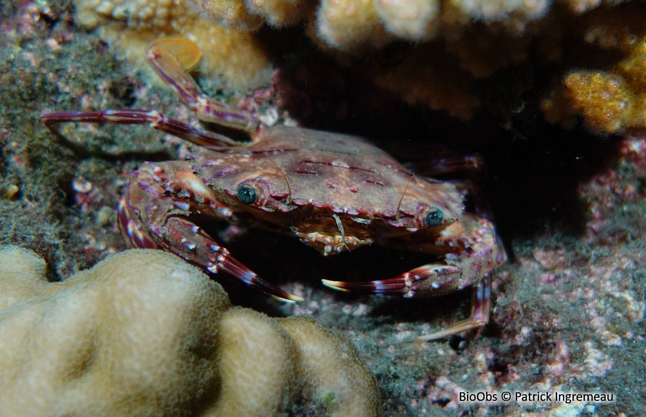 Crabe rouge nageur océan indien - Gonioinfradens paucidentatus - Patrick Ingremeau - BioObs