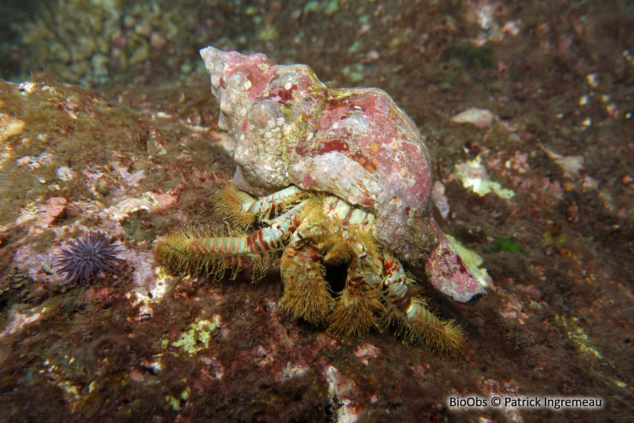 Pagure ours - Aniculus ursus - Patrick Ingremeau - BioObs