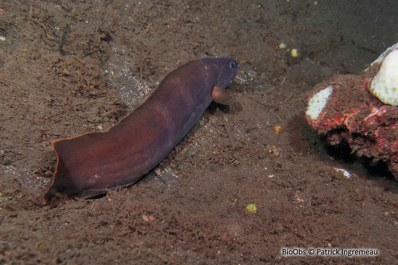 Brotule barbue - Brotula multibarbata - Patrick Ingremeau - BioObs