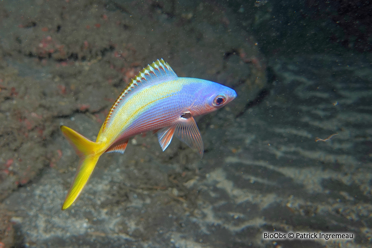 Fusilier à dos jaune et bleu - Caesio teres - Patrick Ingremeau - BioObs