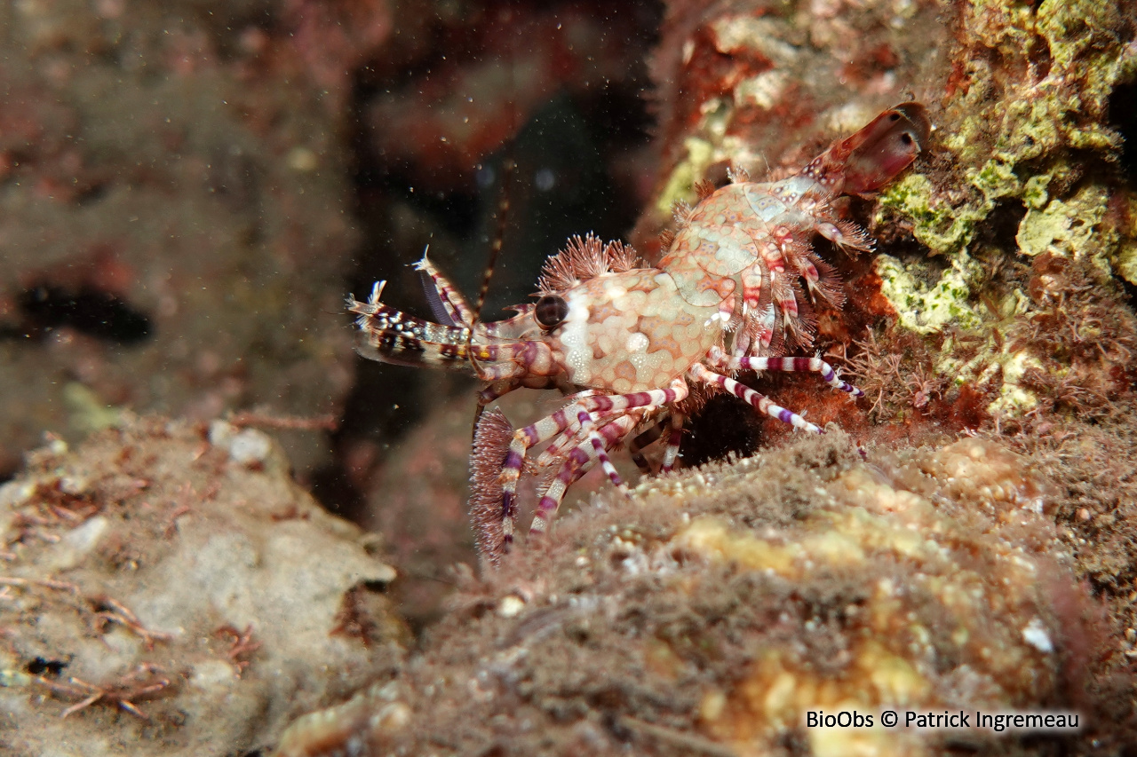 Saron marbré - Saron marmoratus - Patrick Ingremeau - BioObs