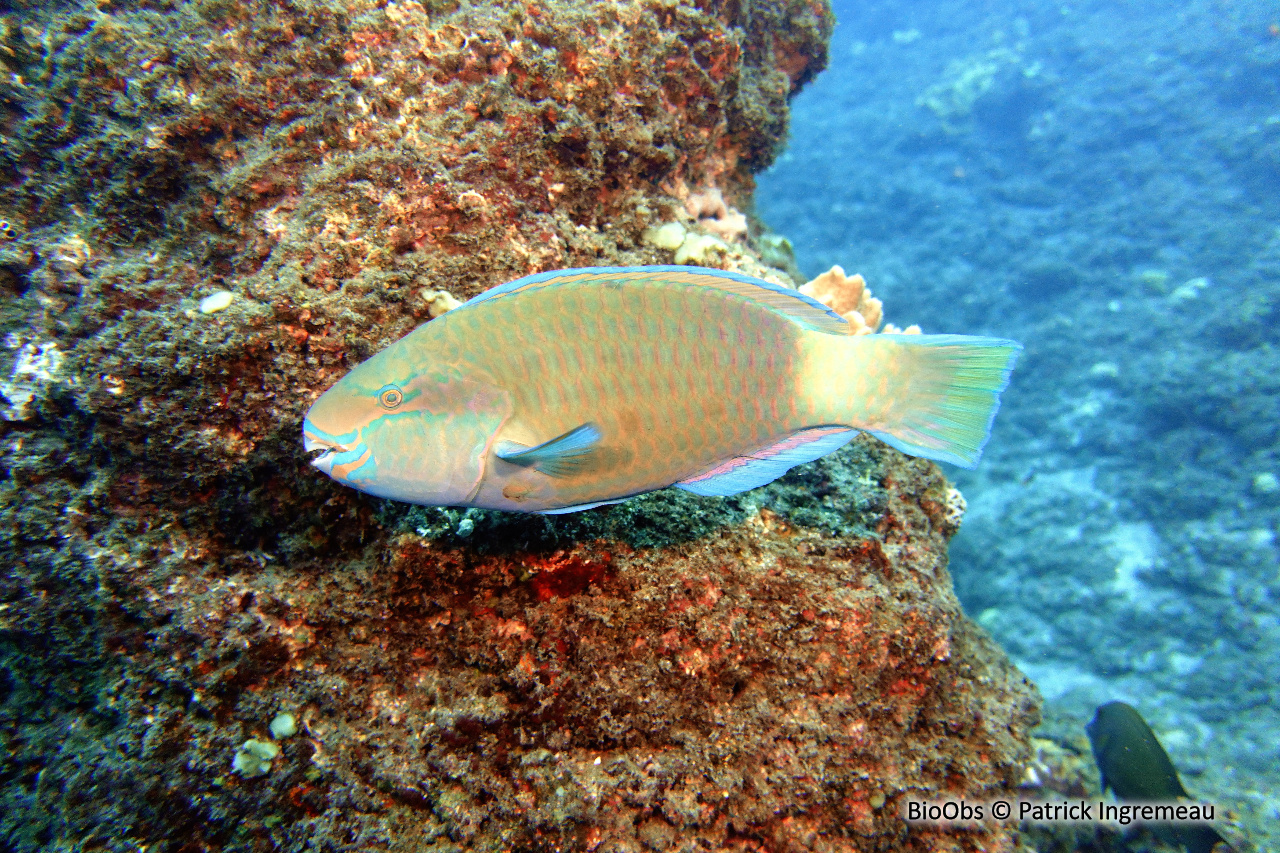 Perroquet-marguerite - Chlorurus sordidus - Patrick Ingremeau - BioObs