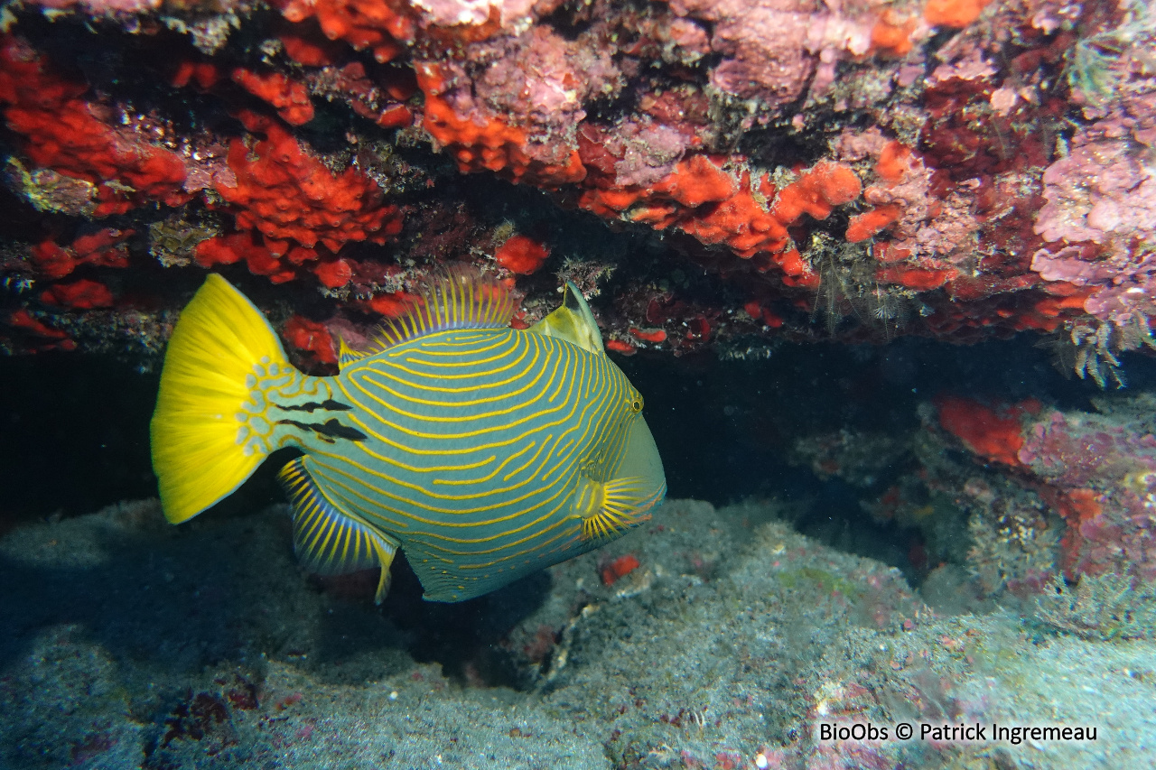 Baliste strié - Balistapus undulatus - Patrick Ingremeau - BioObs