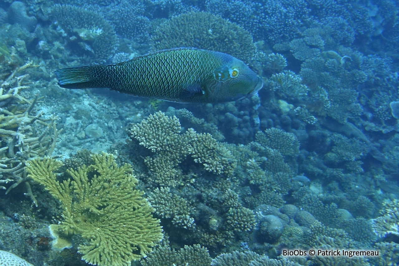 Tamarin bicolore - Hemigymnus melapterus - Patrick Ingremeau - BioObs