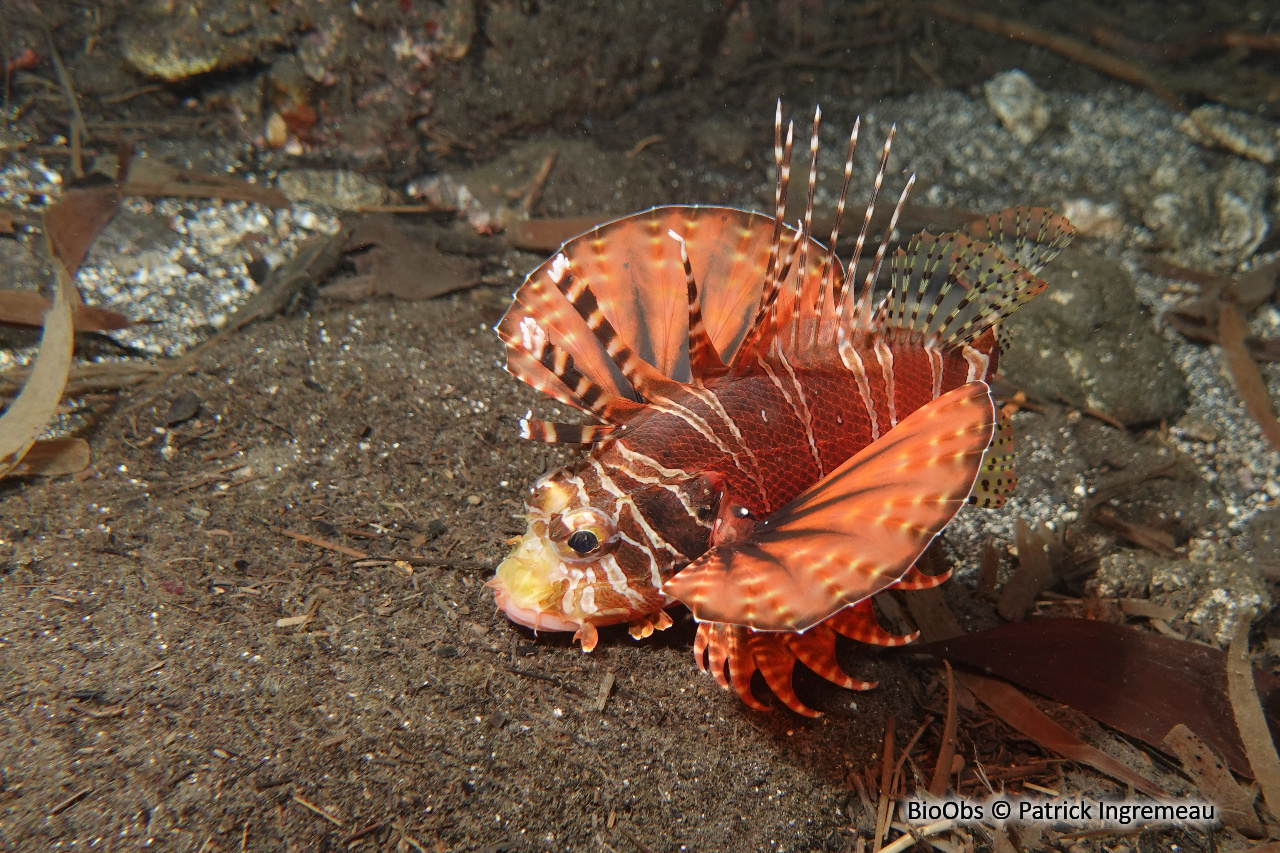 Ptérois-zèbre - Dendrochirus zebra - Patrick Ingremeau - BioObs
