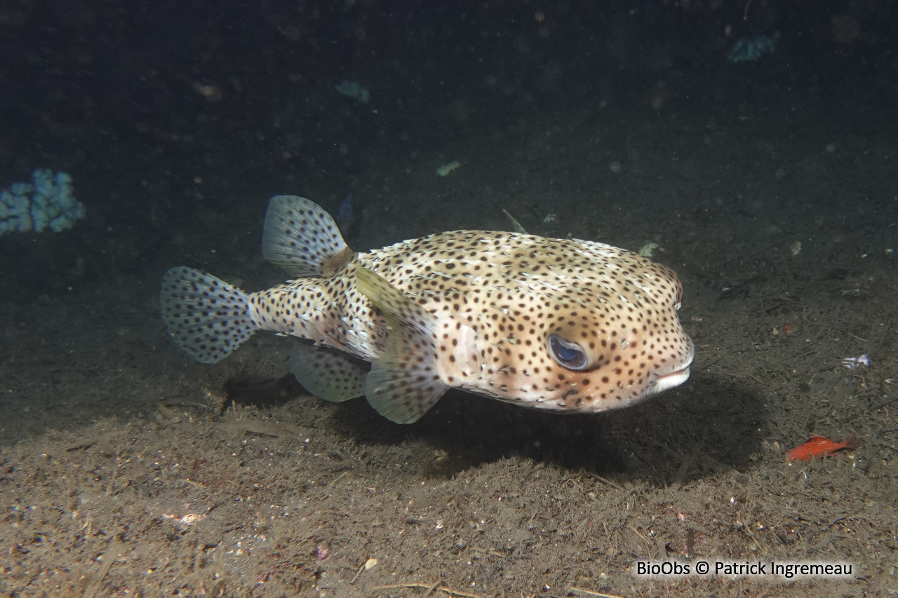 Poisson grand porc-épic - Diodon hystrix - Patrick Ingremeau - BioObs