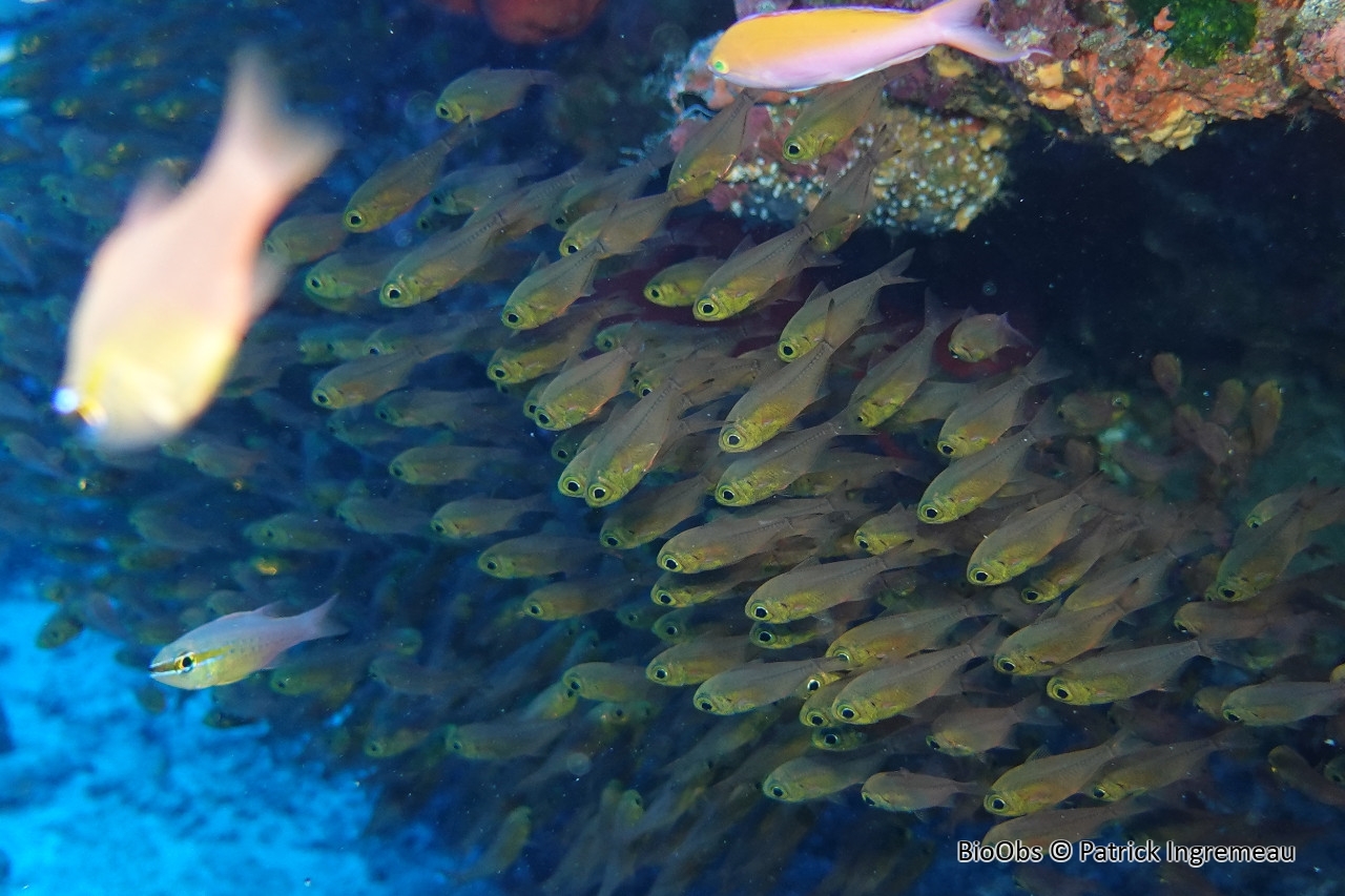 Poisson-hachette nain - Parapriacanthus ransonneti - Patrick Ingremeau - BioObs