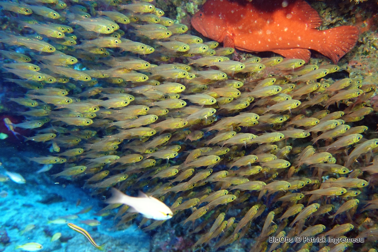 Poisson-hachette nain - Parapriacanthus ransonneti - Patrick Ingremeau - BioObs